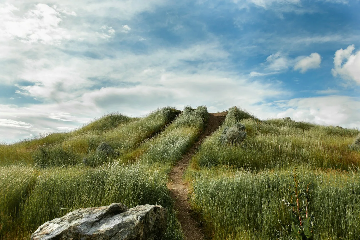 green grass field with pathway under blue sky